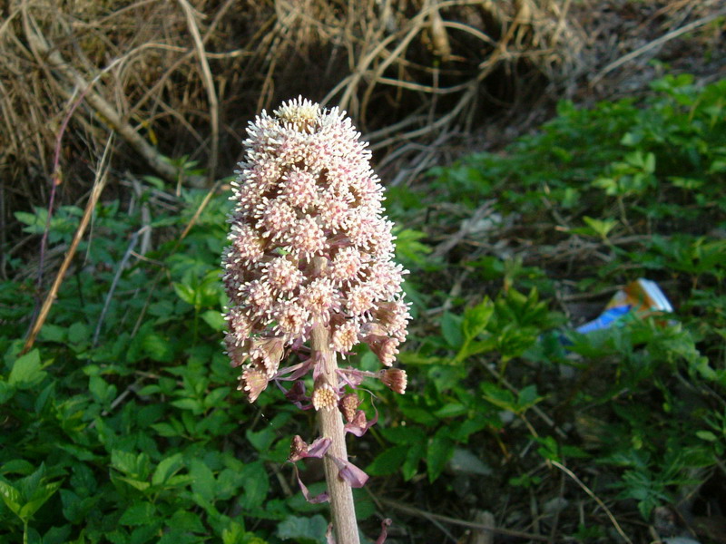 Petasites hybridus